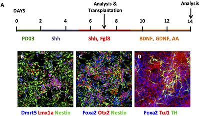 Dopaminergic Progenitors Derived From Epiblast Stem Cells Function Similarly to Primary VM-Derived Progenitors When Transplanted Into a Parkinson’s Disease Model